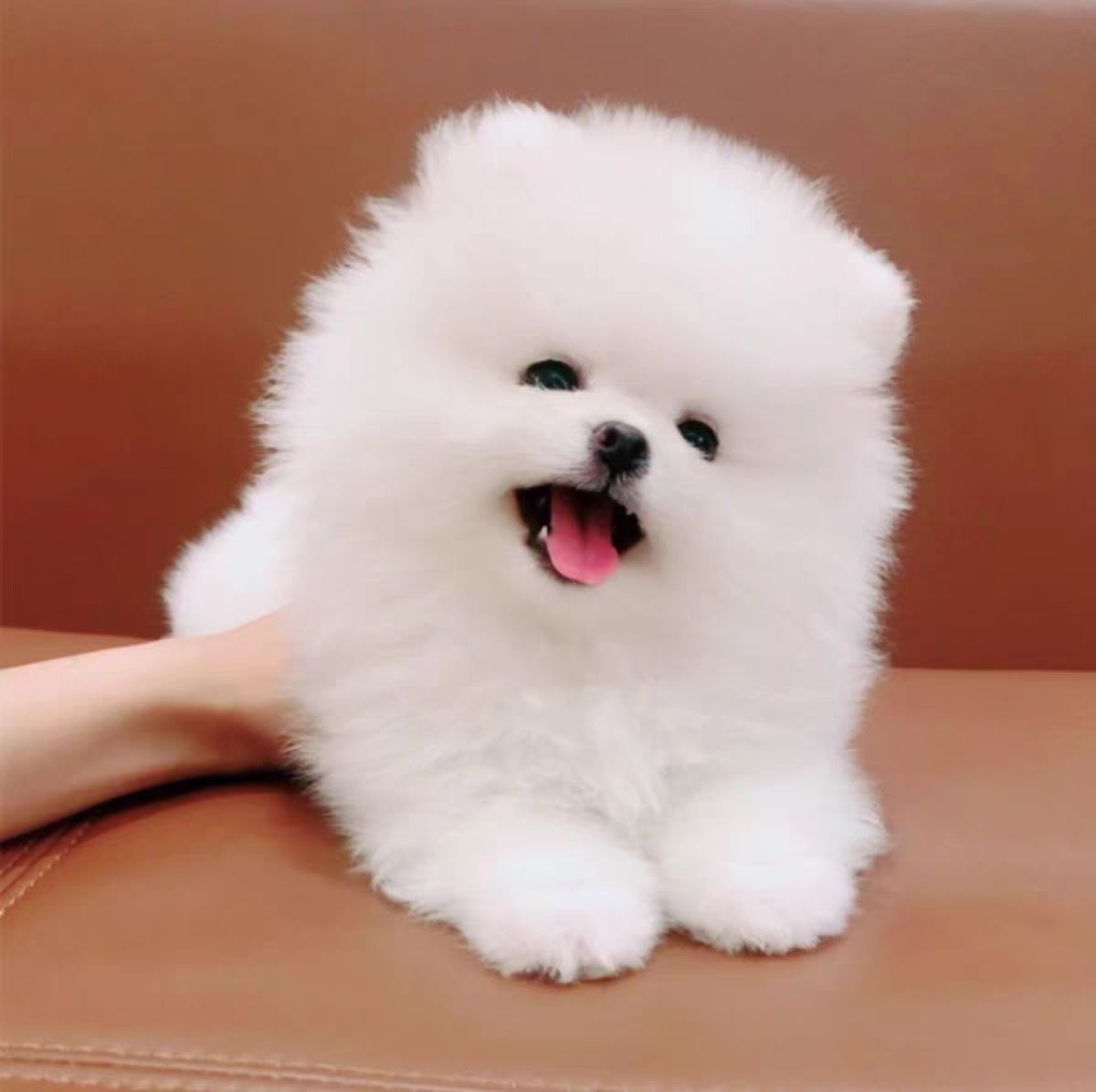 犬舍直销批发价格出售哈多利博美
